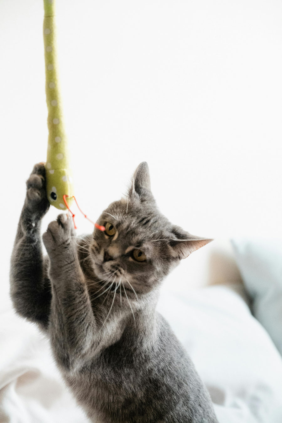 For Cats